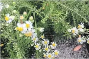  ??  ?? Asters are late season landing pads for butterflie­s and bees.