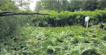  ??  ?? Lorsqu’elle s’implante sur un site, la berce du Caucase peut se répandre rapidement et générer des plants de plus de 2 mètres.