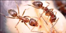  ??  ?? United we stand: Argentine ants live in vast colonies