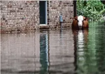  ?? ?? A calf stands in high water in the neighborho­od on Devillier Road after Tropical Storm Imelda in September 2019.