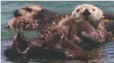  ??  ?? Sea Otter Preserve near Los Osos