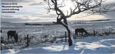  ?? COLM LENAGHAN ?? Horses on Divis Mountain during the current cold snap