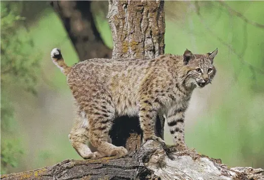  ?? STOCK.ADOBE.COM ?? A bobcat in Canada.