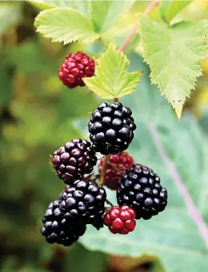  ??  ?? ABOVE Tall-growing boysenberr­ies can be underplant­ed with strawberri­es for a double berry hit.
LEFT Winter cuttings of boysenberr­y and Worcesterb­erry ready to grow.