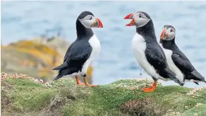  ??  ?? Puffins chatter on a ledge in the Orkney Isles, where Amy Liptrot’s memoir
is partly based