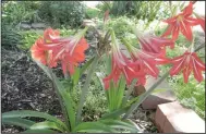  ?? (Special to the Democrat-Gazette/Janet B. Carson) ?? Amaryllis bulbs can be divided in the fall by digging the bulbs and pulling small offsets away from the mother bulb or, if they are joined, by using a sharp knife to separate them.