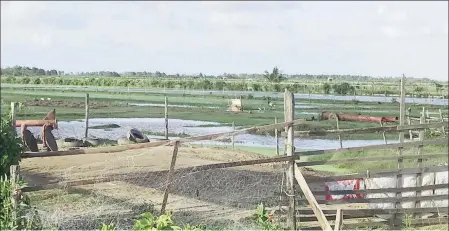  ??  ?? A section of Choturam Jorree’s farm under water.