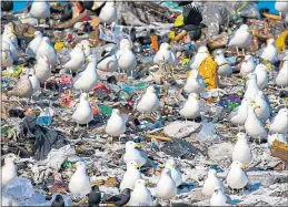  ??  ?? Urban gulls live off our waste and are regarded as scroungers