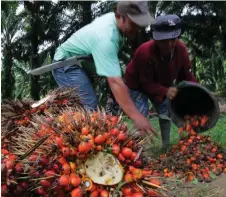  ?? — AFP photo ?? Malaysian palm oil futures remained supportive thanks to its wider discount over the competing soy oil and sunflower oil.