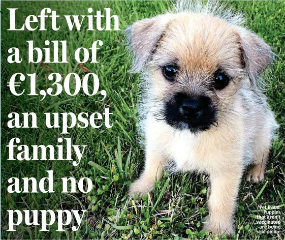  ??  ?? Pet fraud: Puppies that aren’t vaccinated are being sold online