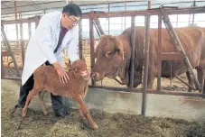  ??  ?? I THINK I’M A CLONE NOW: From left, cloned cow Niu Niu and her calf at Beijing University; horse racing at the Hong Kong Jockey Club; a pig at a farm on the outskirts of Chengdu in China’s Sichuan province.