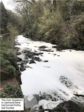  ??  ?? The river Ouseburn in Jesmond Dene had turned frothy last Sunday