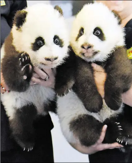  ?? PHOTOS BY HYOSUB SHIN / HSHIN@AJC.COM ?? Twin giant panda cubs Xi Lun (left) and Ya Lun were born Sept. 3 at Zoo Atlanta, the second set of panda twins born at the zoo and the only panda twins in the U.S. They received their names at their 100 Day Naming Celebratio­n on Dec. 12.