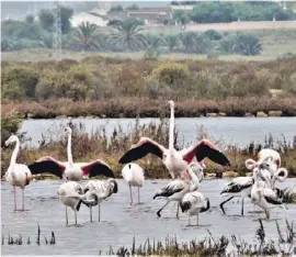  ?? Foto: Stefan Wieczorek ?? Flamingos waren am Montag die Hingucker.