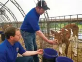  ?? AP PHOTO/MICHAEL HILL ?? Tom Ripley, left, and his brother Dan Ripley, of the Ripley Family Farm, feed a Guernsey calf last month at their facility in Moravia, N.Y. Some cows on the farm naturally produce milk without a protein some people blame for indigestio­n. So-called A2...