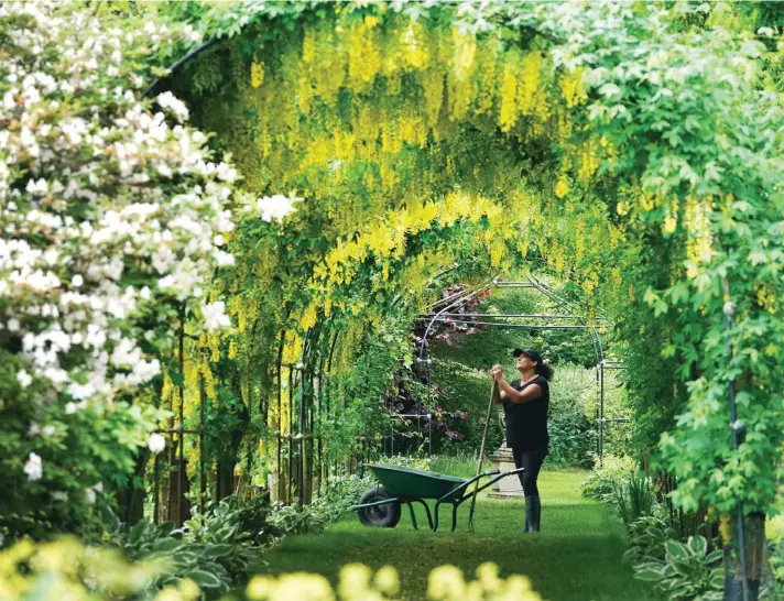  ??  ?? Gardener Nicola Bantham, 41, tends to the laburnum on a hot day at Seaton Delaval Hall in Northumber­land, England on Tuesday. Photo: AP