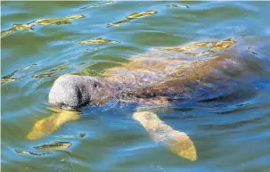  ?? SCOTT KEELER/TAMPA BAY TIMES ?? Through March 5, Florida has had 432 manatees die, putting the state on pace to rival last year’s total of 637 deaths.