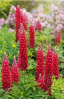  ?? ?? Lupins are vigorous plants that soon form large clumps if happy