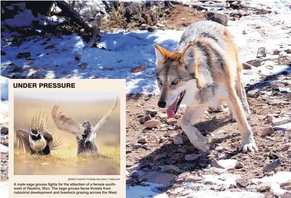  ?? SUSAN MONTOYA BRYAN/ASSOCIATED PRESS ?? A female Mexican gray wolf scampers around the Sevilleta National Wildlife Refuge in central New Mexico. Over the past eight years, GOP lawmakers sponsored dozens of measures aimed at curtailing the landmark law or putting species such as gray wolves...