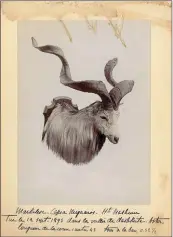  ??  ?? Au dos de ce cliché, Poncins narre la chasse de son premier markhor. Ces notes serviront de base à son travail d’écriture publié quatre ans plus tard.