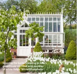  ??  ?? In spring the borders leading to Alan’s greenhouse are filled with swathes of white Tulipa ‘White Triumphato­r’