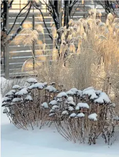  ??  ?? Resilient miscanthus Morning Light at sunrise in the author's garden. Chocolate brown sedum Autumn Fire is topped with dollops of snow.