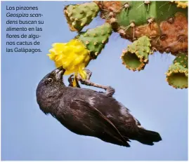  ??  ?? Los pinzones Geospiza scandens buscan su alimento en las flores de algunos cactus de las Galápagos.