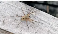  ?? FOTO: ROBERT PFEIFLE/DPA ?? Die Nosferatu-Spinne mit ihrer markanten Rückenzeic­hnung scheint sich jetzt auch im Saarland zu etablieren.