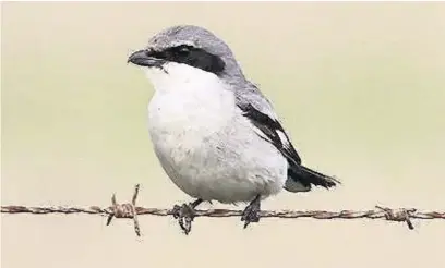  ??  ?? ●● The great grey shrike, also known as the ‘butcher bird’