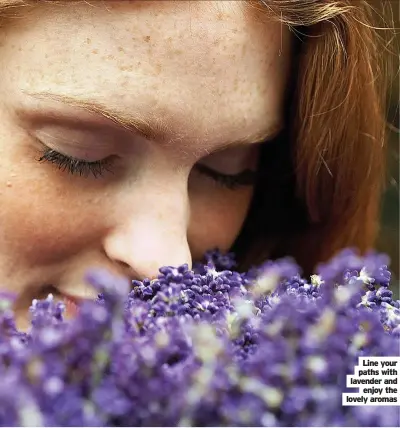  ??  ?? Line your paths with lavender and enjoy the lovely aromas