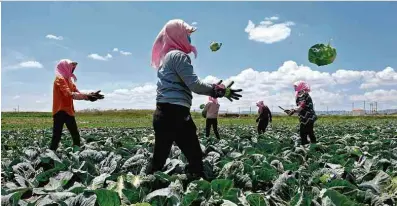  ?? Rodrigo.zeidan@nyu.edu Wang Peng - 1º,jul.2017/Xinhua ?? Trabalhado­res colhem vegetais na região autônoma de Ningxia Hui; desigualda­de é mais presente no campo