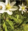  ??  ?? Wood anemone is a good indicator of ancient woodland and blooms in March–May.