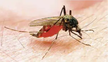  ?? Foto: Shuttersto­ck ?? Malaria wird nur von weiblichen, parasitenb­efallenen Anopheles-mücken übertragen.