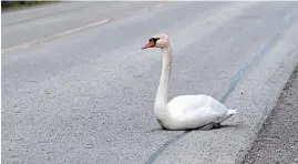  ?? DAVE JOHNSON TORSTAR ?? Niagara SPCA and Humane Society checked on a white swan found sitting on the east side of Rusholme Road on Sunday. The swan was sitting in a ditch when the SPCA showed up to check on it.