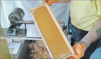  ?? 46#.*55&% ?? Perry Brandt holds a frame that is ready for honey extraction.