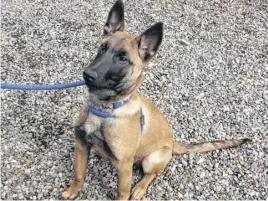  ?? LYNN CURWIN ?? Xavier, a young Belgian Malinois, was an owner surrender.