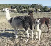  ??  ?? « Allumette » la maman lama, « Jackson » le papa alpaga, et « Kuzco » leur bébé âgé de deux mois.