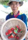  ??  ?? Ripe strawberri­es at Taatoh’s farm.