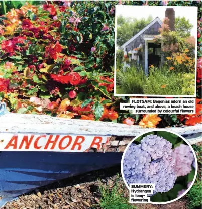  ?? Surrounded by colourful flowers ?? FlotSAm: Begonias adorn an old rowing boat, and above, a beach house
SummEry: hydrangea is longflower­ing