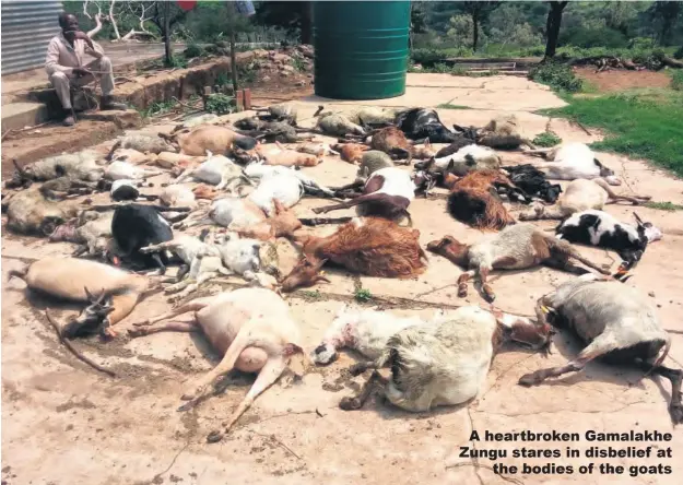  ??  ?? A heartbroke­n Gamalakhe Zungu stares in disbelief at the bodies of the goats