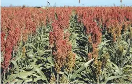  ??  ?? Sorgo. Con su grano partido se suplementa a la hacienda de invernada.