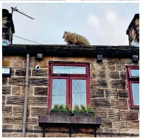  ?? ?? All’s wool that ends wool: The five sheep leapt on to the roof of the cottages in West Yorkshire