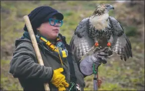  ??  ?? Chen is a second-year apprentice falconer, one of just 204 people in Pennsylvan­ia licensed to take part in falconry.