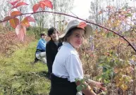  ?? PHOTO: JARED MORGAN ?? Berry keen . . . Pruning raspberry bushes in Ettrick yesterday are (from left) Cashmere High School pupil Flora Dean, Darfield High School Jeremy McLauchlan (both 17) and 18yearold University of Canterbury student Hannah Hawkins.