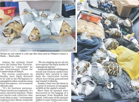  ?? — Reuters photo ?? Tortoises are seen covered in a duct tape after being seized by Philippine­s Customs in Manila.