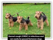  ?? ?? Kennel cough (CIRDC) is infectious and can easily be passed between dogs.