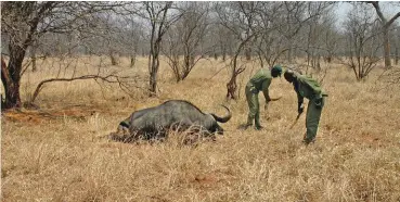  ??  ?? Die twee spoorsnyer­s Kennedy en Bikita hard aan die werk om die area om die dooie buffel gereed te kry vir die foto’s.