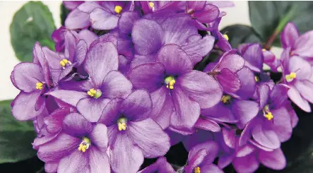  ?? HANDOUT PHOTO ?? African Violets are popular house plants.