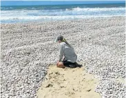  ?? Picture: GWEN PENRY ?? CLAMMED UP: Millions of stranded clams cover the sand on Robberg Beach