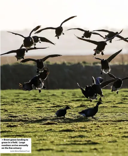  ?? Justin Minns/National Trust ?? > Brent geese landing to graze in a field. Large numbers arrive annually on the Exe estuary